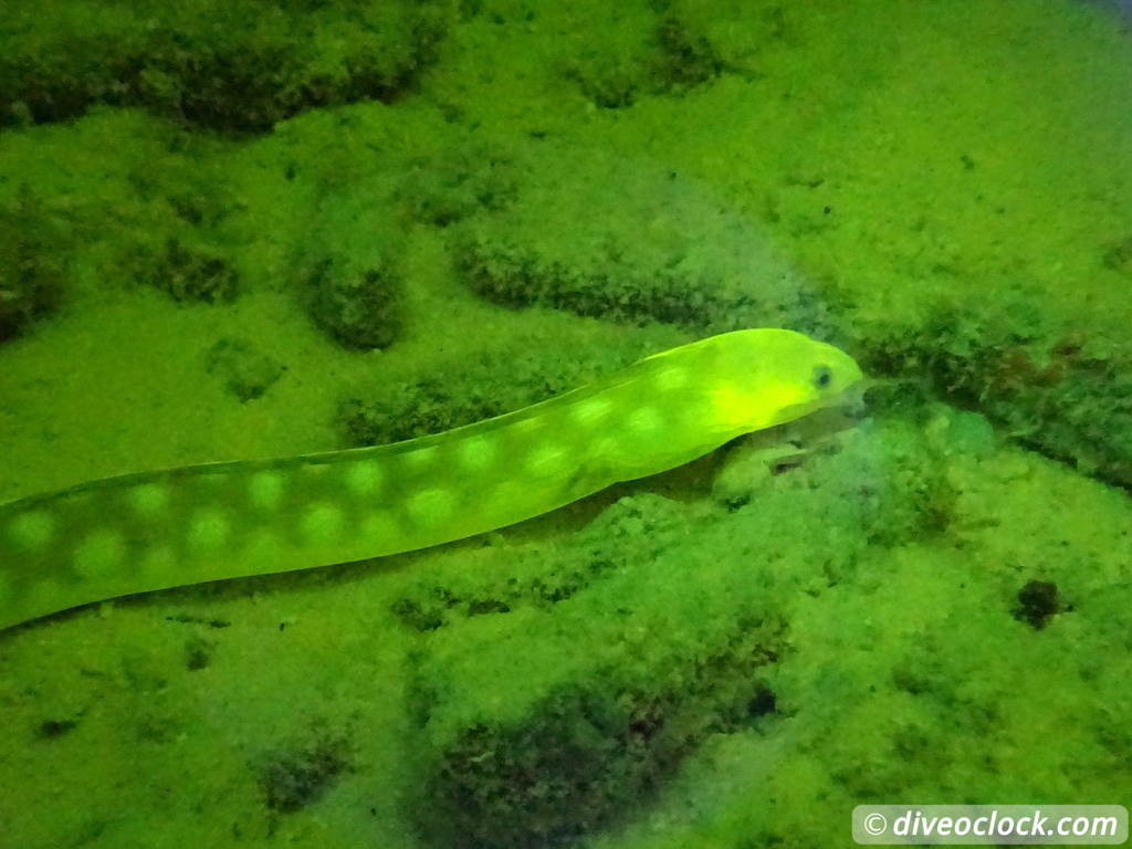 Fluorescent Night Diving on Bonaire Must Do  Bonaire Fluorescentdive 3