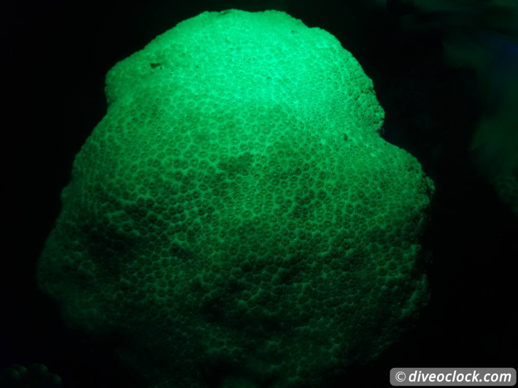 Fluorescent Night Diving on Bonaire Must Do  Bonaire Fluorescentdive 7