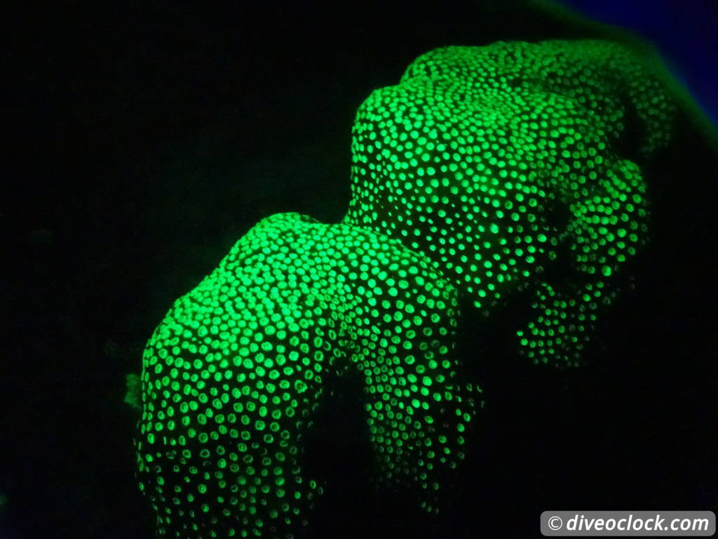 Fluorescent Night Diving on Bonaire Must Do  Bonaire Fluorescentdive 8