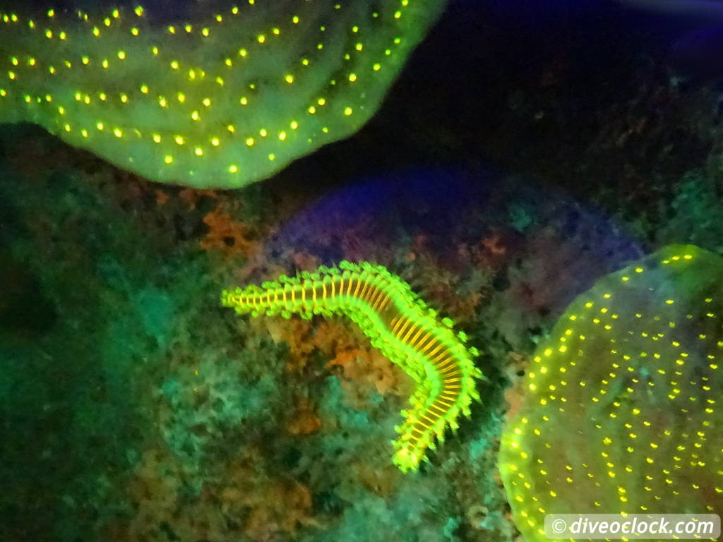 Fluorescent Night Diving on Bonaire Must Do  Bonaire Fluorescentdive 9