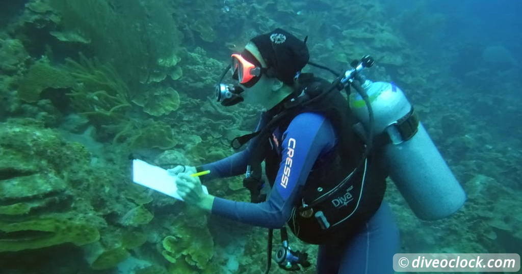 Getting the Best out of SCUBA diving Bonaire   Caribbean Bonaire MOO 