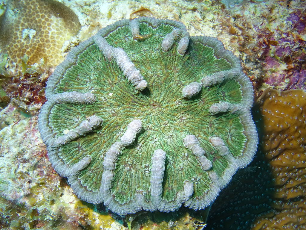 Counting fish in the name of science on Bonaire Funguscoral