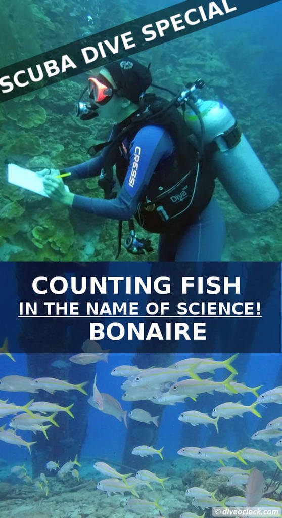 Counting fish in the name of science on Bonaire