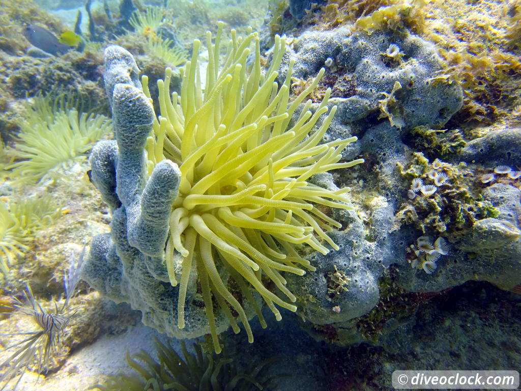 Counting fish in the name of science on Bonaire Anemonebonaire