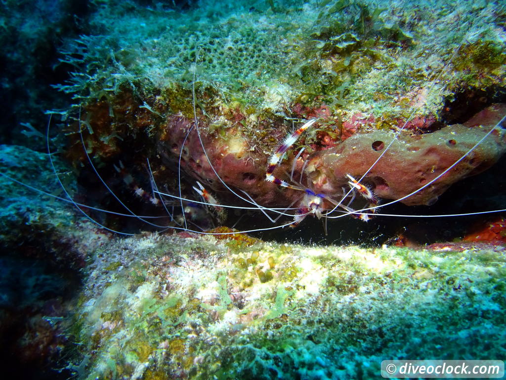 Counting fish in the name of science on Bonaire Bandedcoralshrimpbonaire