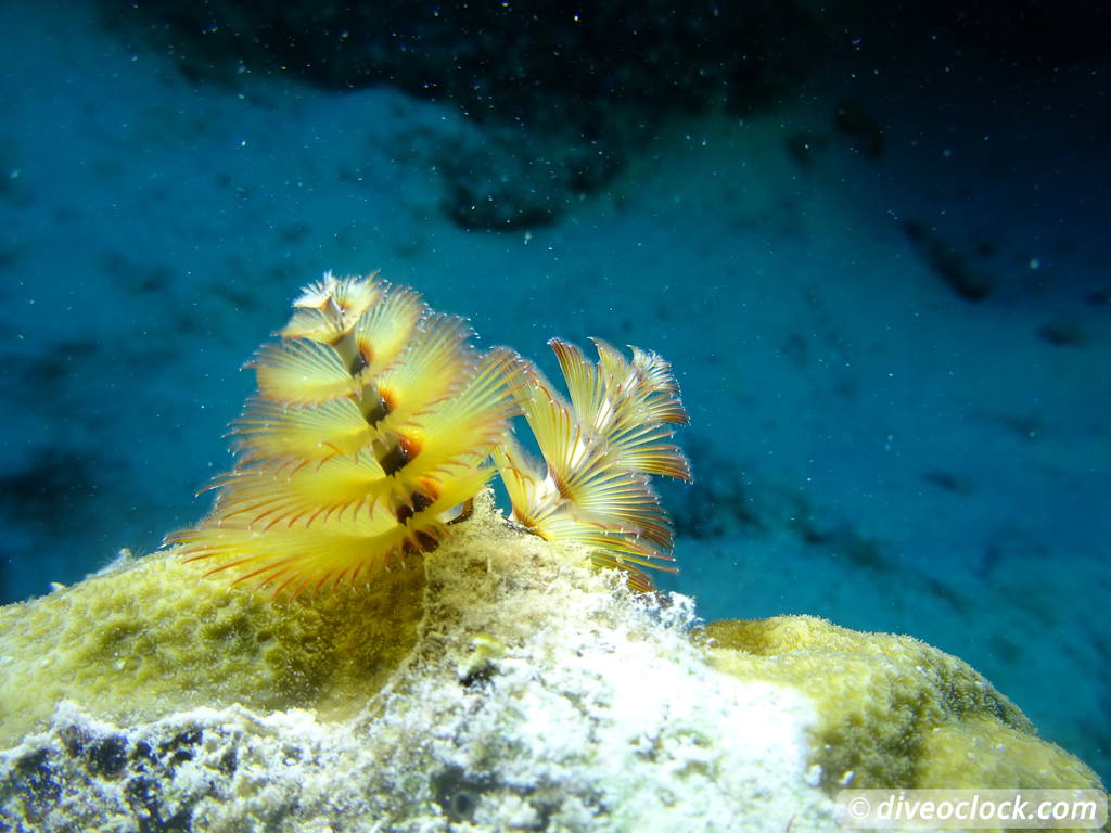 Counting fish in the name of science on Bonaire Christmastreewormbonaire