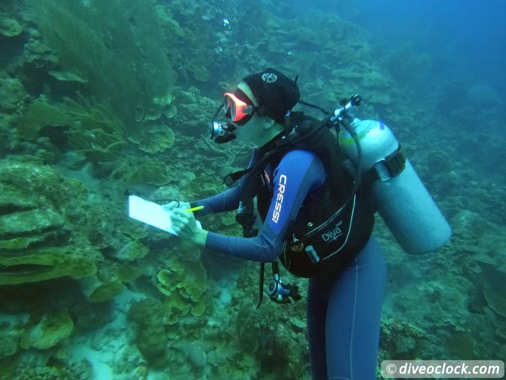 Counting fish in the name of science on Bonaire Countingfishbonaire