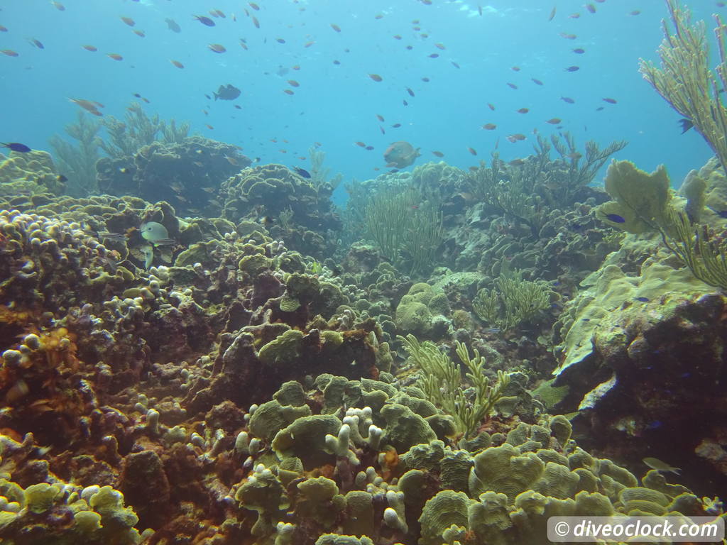 Counting fish in the name of science on Bonaire Divingbonaire1