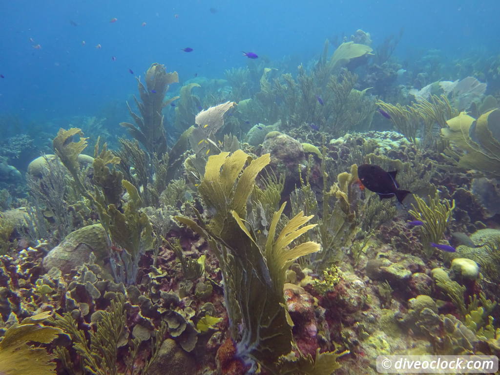 Counting fish in the name of science on Bonaire Divingbonaire2