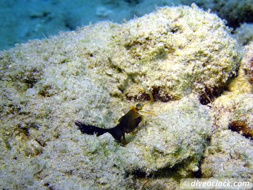 Counting fish in the name of science on Bonaire Mantisbonaire