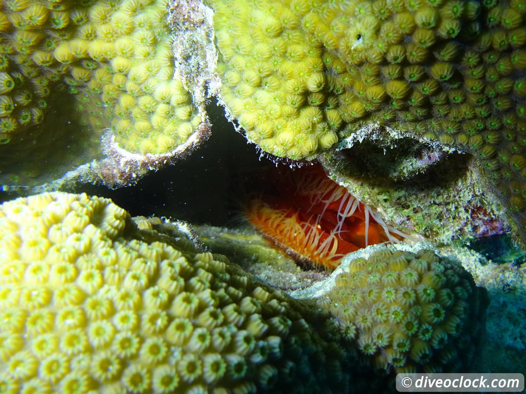 Counting fish in the name of science on Bonaire Roughfileclambonaire