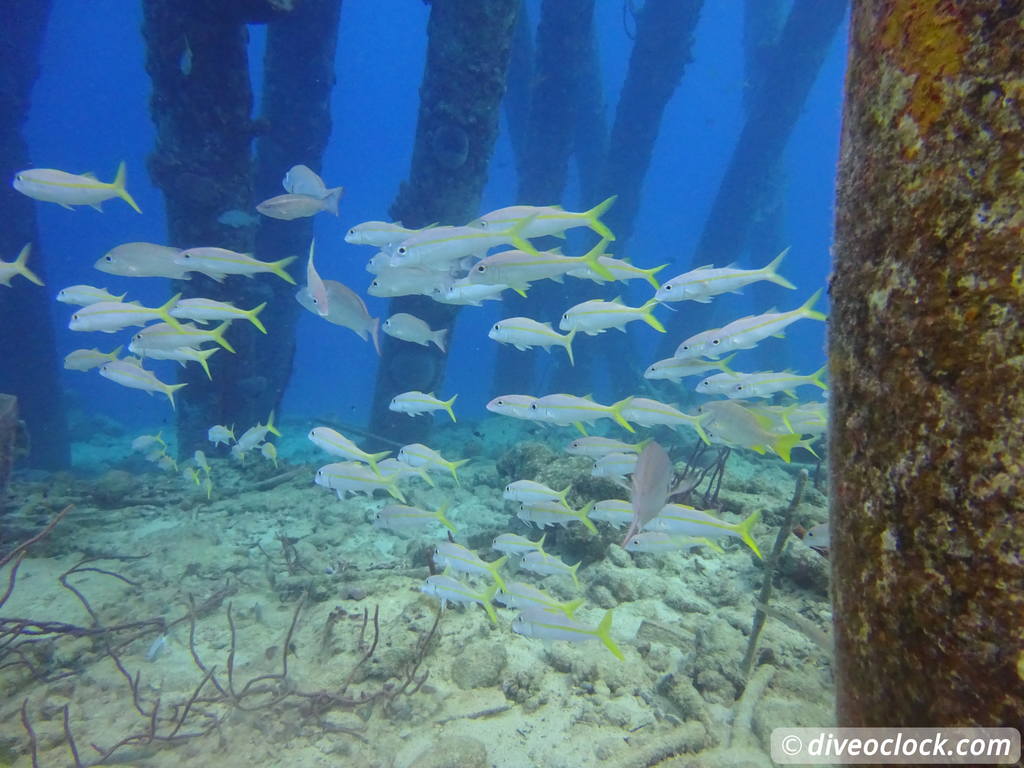 Counting fish in the name of science on Bonaire Saltpier1