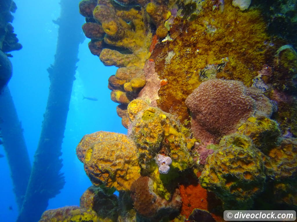 Counting fish in the name of science on Bonaire Saltpierbonaire