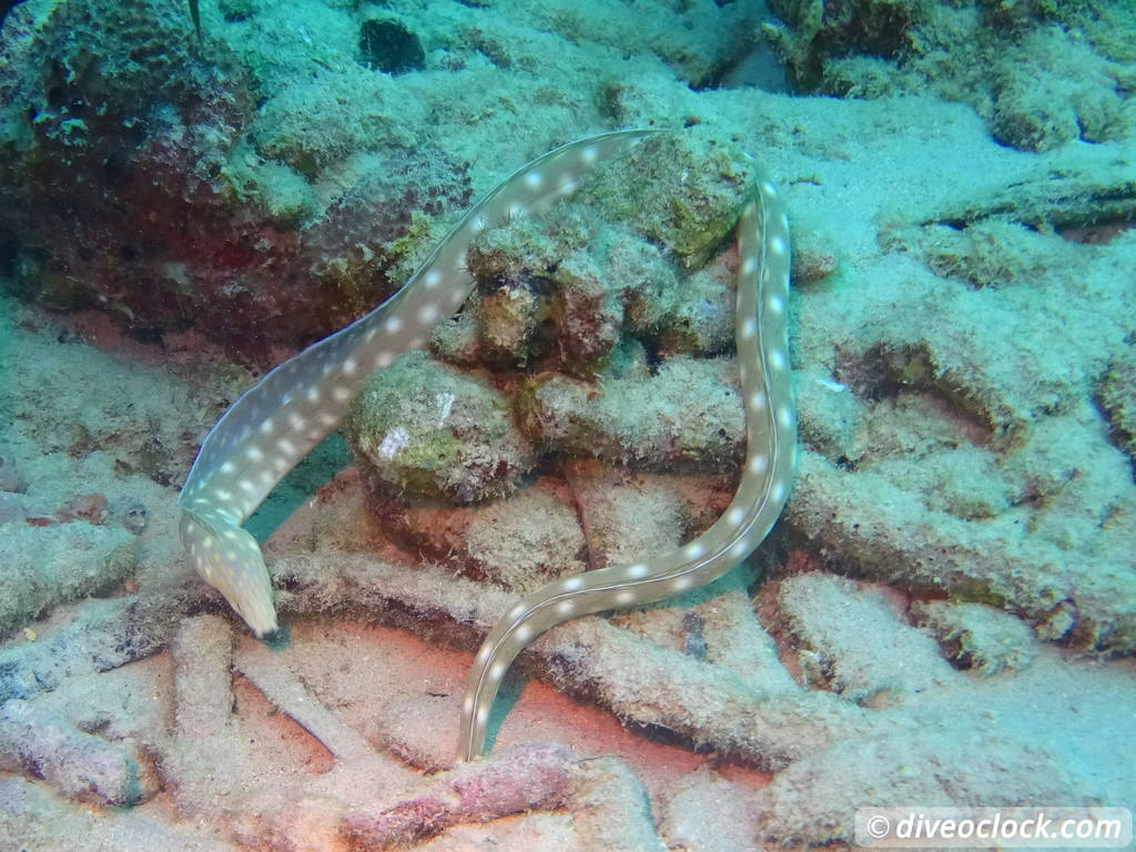 Counting fish in the name of science on Bonaire Sharptaileel