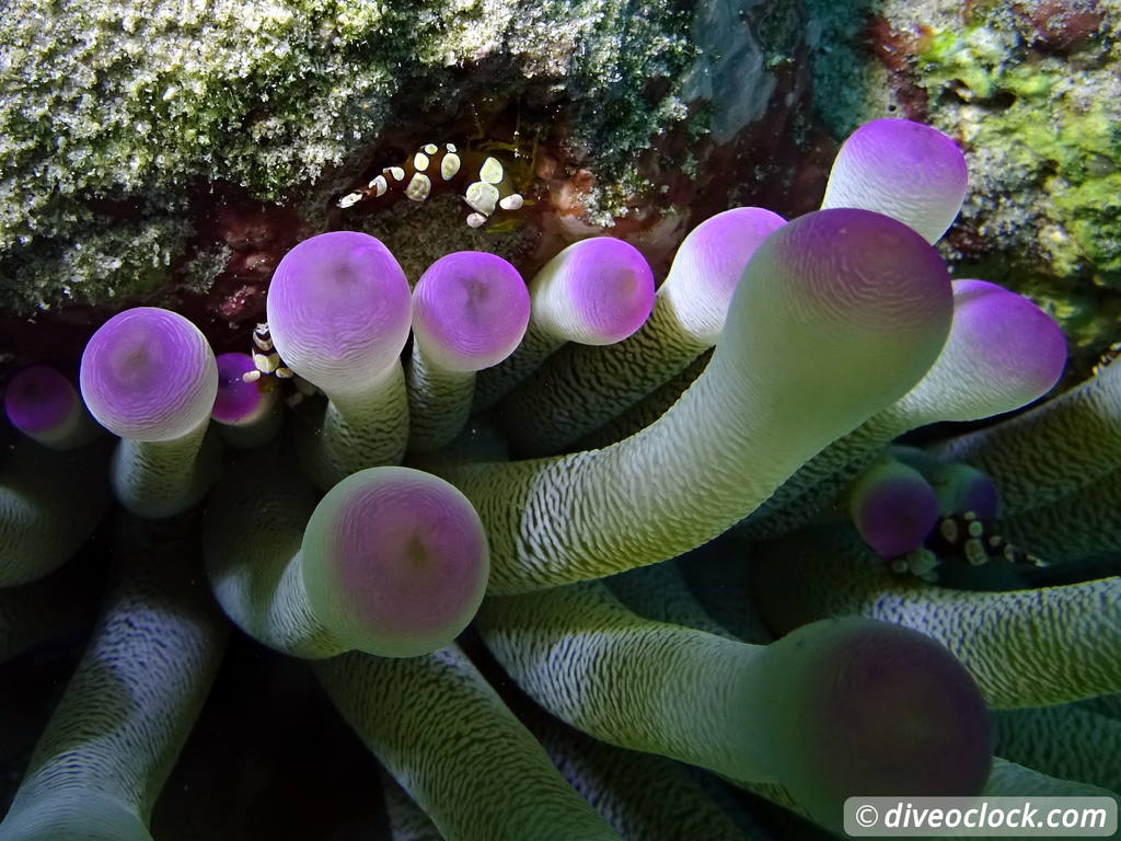 Counting fish in the name of science on Bonaire Shrimp