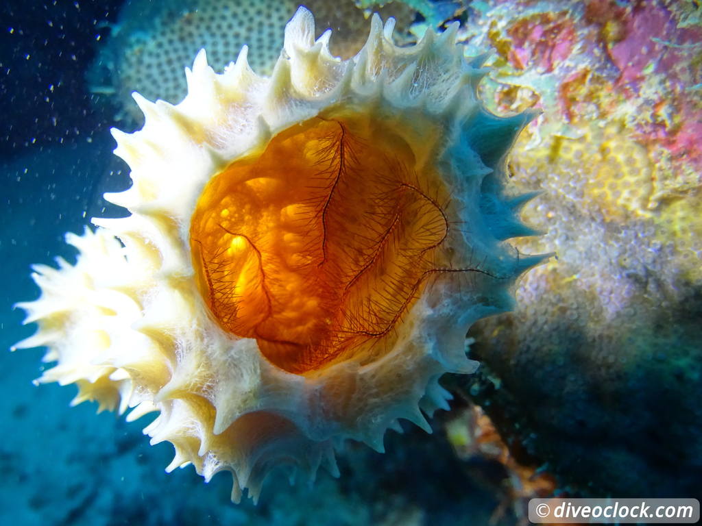 Counting fish in the name of science on Bonaire Spongebrittlestarbonaire