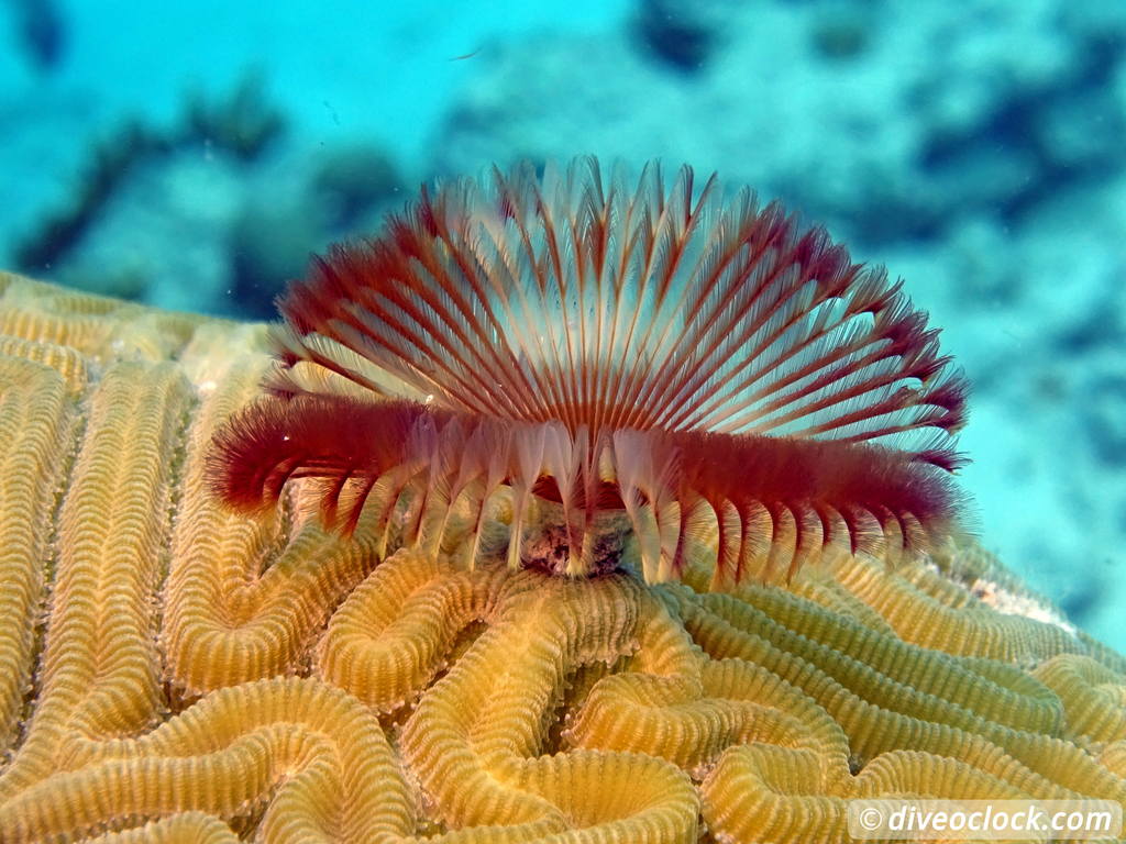 Counting fish in the name of science on Bonaire Starhorseshoewormbonaire