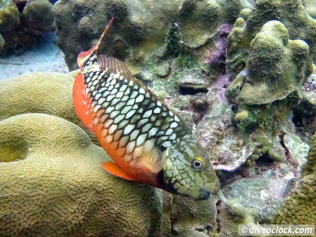 Counting fish in the name of science on Bonaire Stoplightparrotfishbonaire