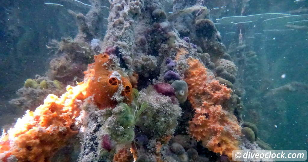 Fluorescent Night Diving on Bonaire Must Do   Caribbean Bonaire Mangrove 