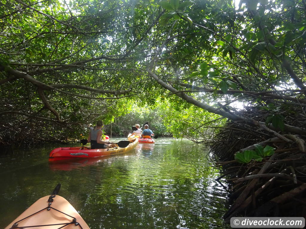 Mangrove Snorkeling on Bonaire A Truly Unique Experience Bonaire Mangrove 17