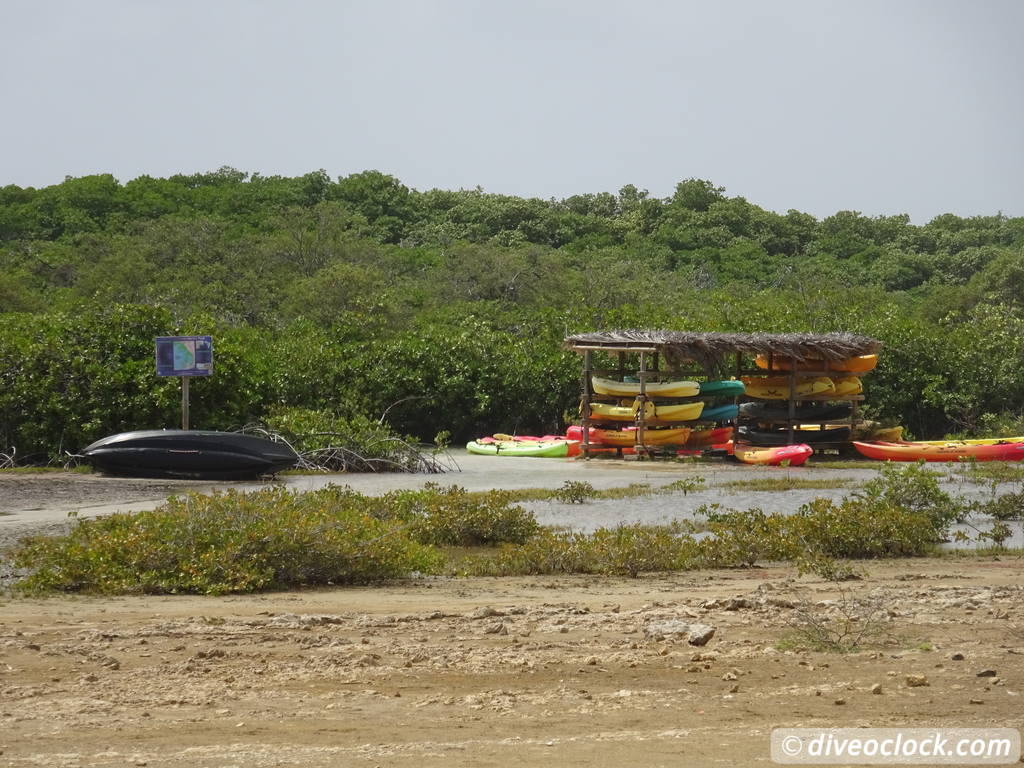 Mangrove Snorkeling on Bonaire A Truly Unique Experience Bonaire Mangrove 2