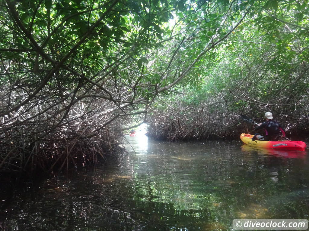 Mangrove Snorkeling on Bonaire A Truly Unique Experience Bonaire Mangrove 20