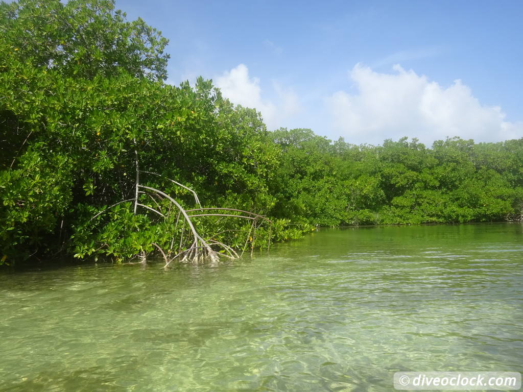 Mangrove Snorkeling on Bonaire A Truly Unique Experience Bonaire Mangrove 24