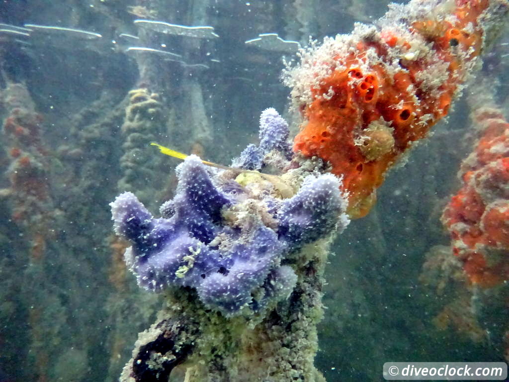 Mangrove Snorkeling on Bonaire A Truly Unique Experience Bonaire Mangrove 26