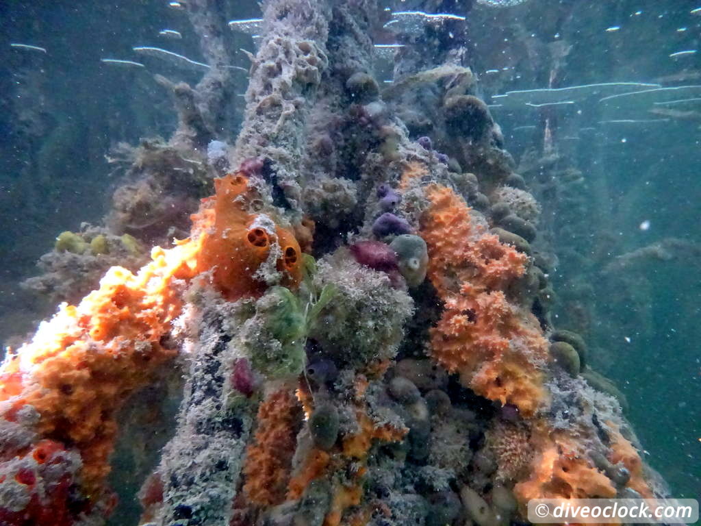 Mangrove Snorkeling on Bonaire A Truly Unique Experience Bonaire Mangrove 27