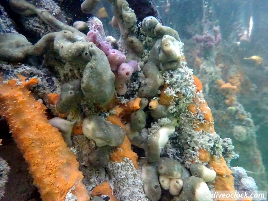 Mangrove Snorkeling on Bonaire A Truly Unique Experience Bonaire Mangrove 28