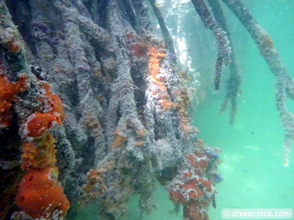 Mangrove Snorkeling on Bonaire A Truly Unique Experience Bonaire Mangrove 31