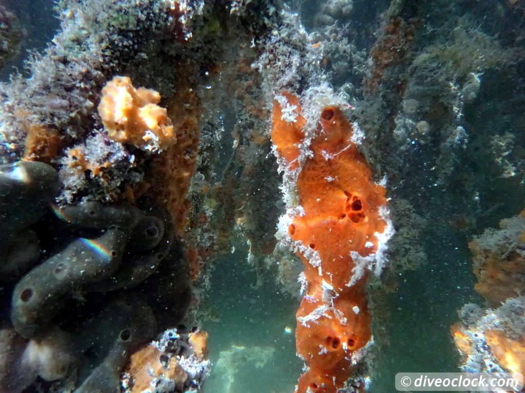 Mangrove Snorkeling on Bonaire A Truly Unique Experience Bonaire Mangrove 33