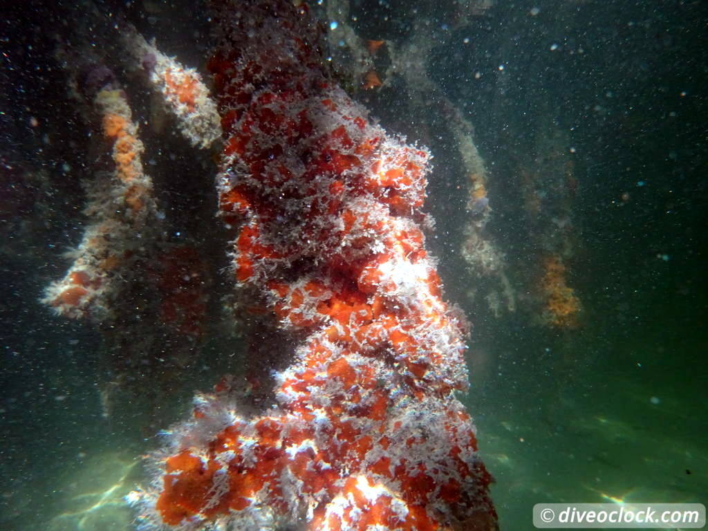 Mangrove Snorkeling on Bonaire A Truly Unique Experience Bonaire Mangrove 34