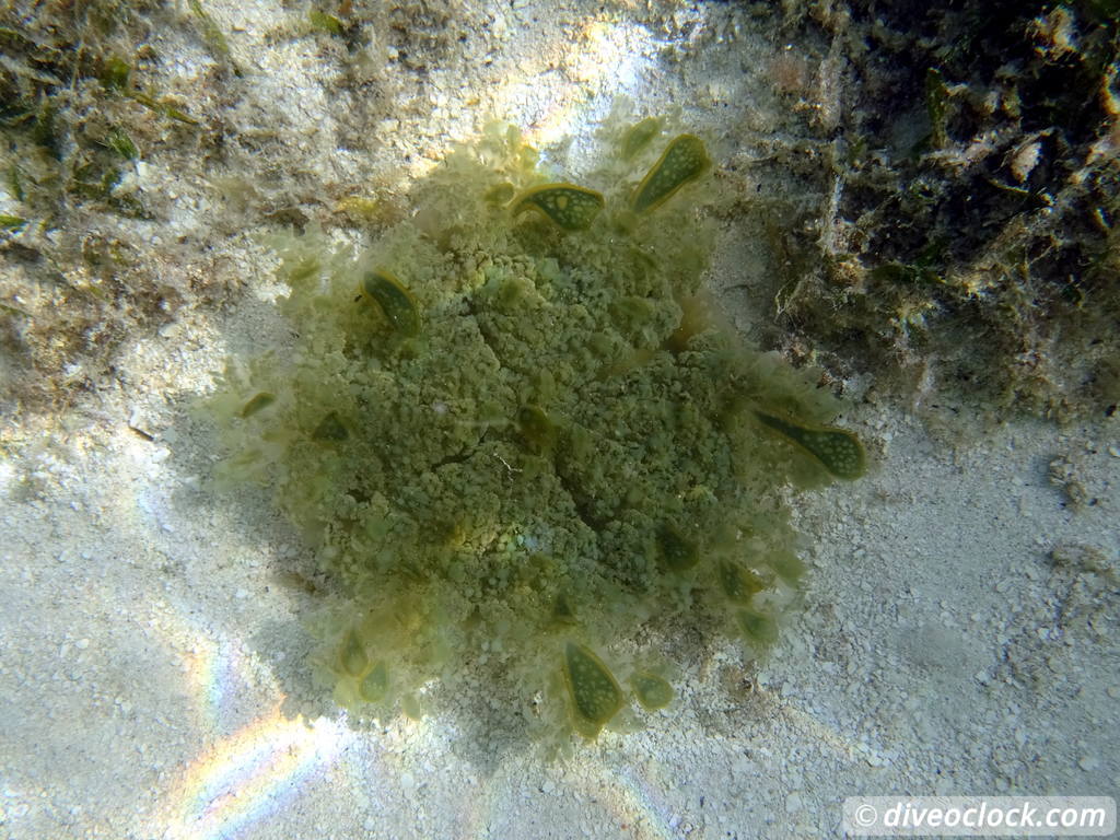 Mangrove Snorkeling on Bonaire A Truly Unique Experience Bonaire Mangrove 36