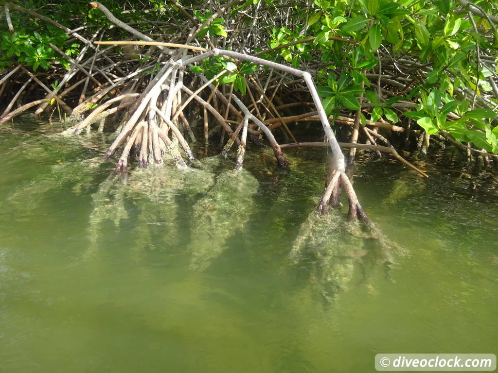 Mangrove Snorkeling on Bonaire A Truly Unique Experience Bonaire Mangrove 44