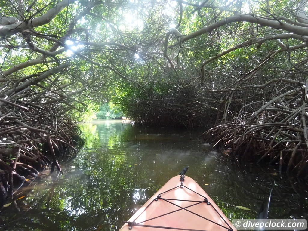 Mangrove Snorkeling on Bonaire A Truly Unique Experience Bonaire Mangrove 8