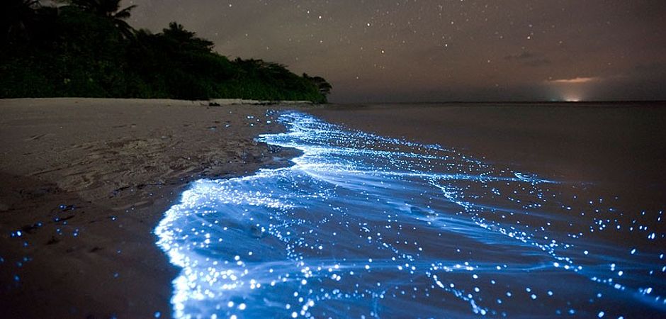 Watching the Ostracods glow on Bonaire  BioluminescenceDinoflagellates