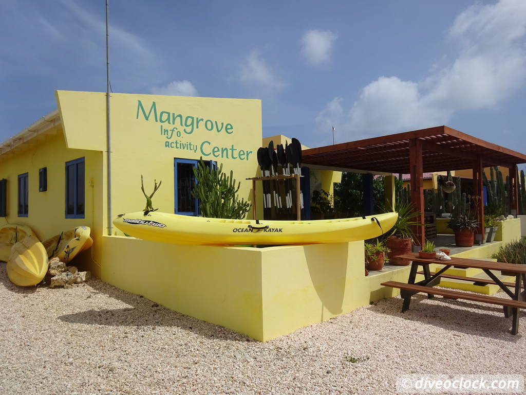 Mangrove Snorkeling on Bonaire A Truly Unique Experience Dive o'clock!