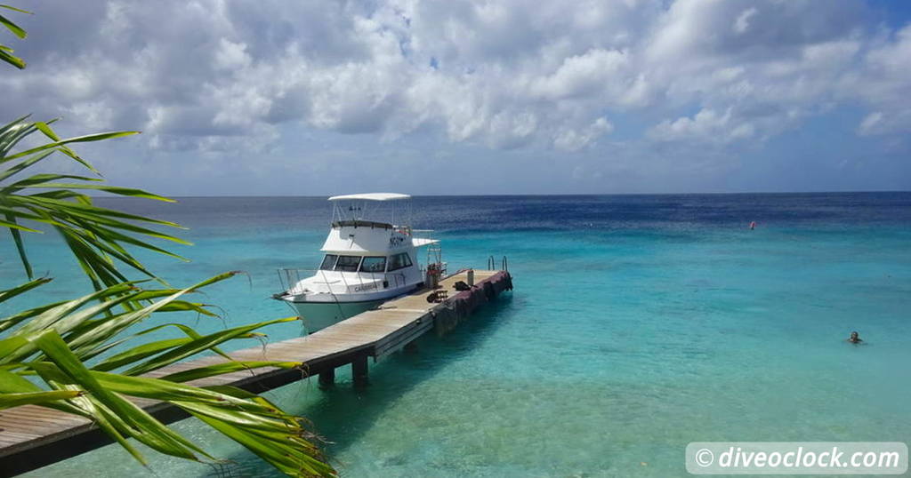 Snorkeling in a Mangrove forest on Bonaire Caribbean Curacao