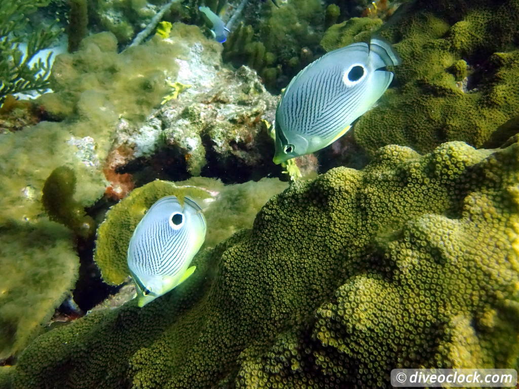 Curaçao Exploring The Best Dive Sites of the Dutch Caribbean Caribbean Curacao 16