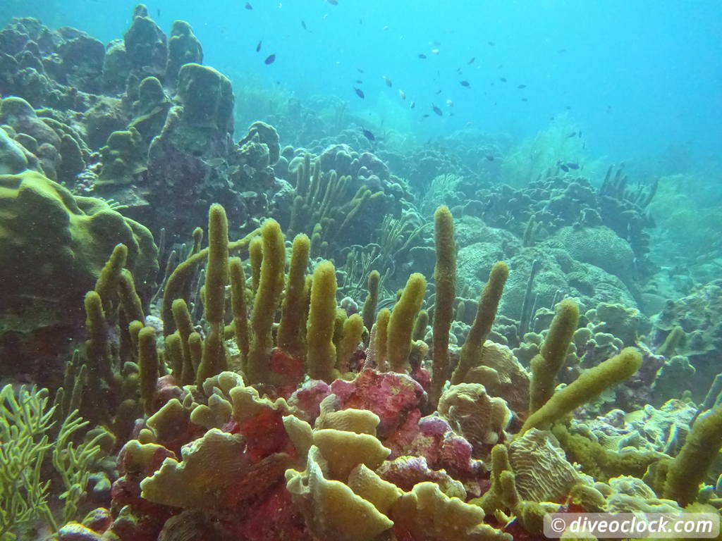 Curaçao Exploring The Best Dive Sites of the Dutch Caribbean Caribbean Curacao 17