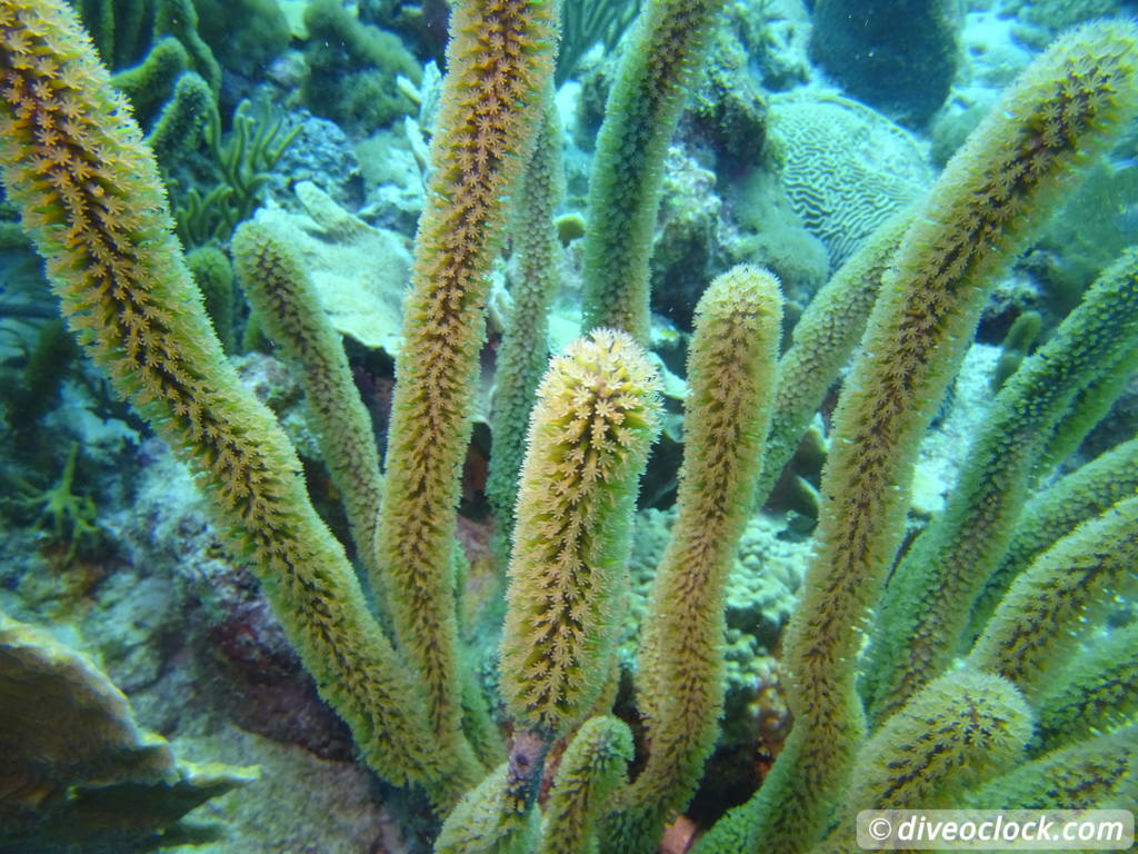 Curaçao Exploring The Best Dive Sites of the Dutch Caribbean Caribbean Curacao 18