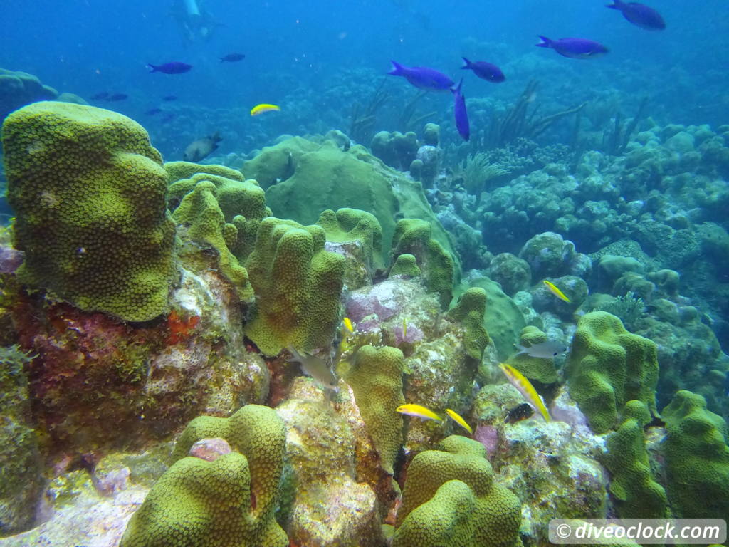 Curaçao Exploring The Best Dive Sites of the Dutch Caribbean Caribbean Curacao 20