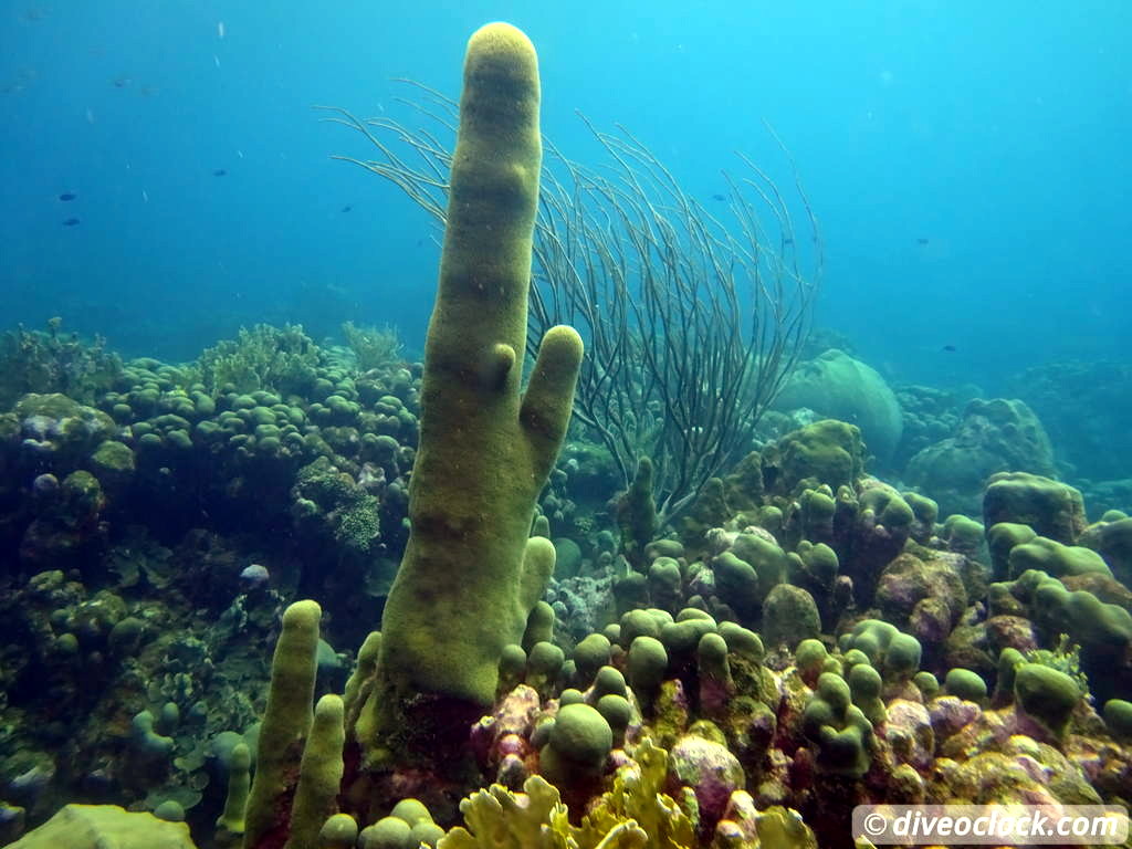 Curaçao Exploring The Best Dive Sites of the Dutch Caribbean Caribbean Curacao 24