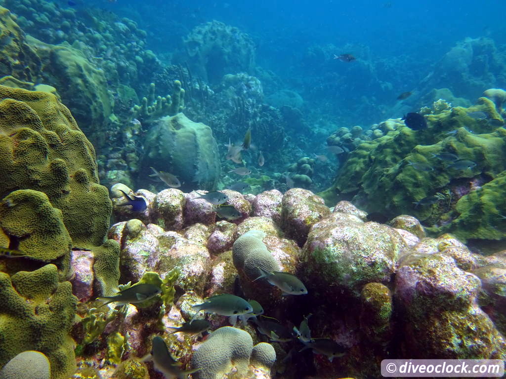Curaçao Exploring The Best Dive Sites of the Dutch Caribbean Caribbean Curacao 25