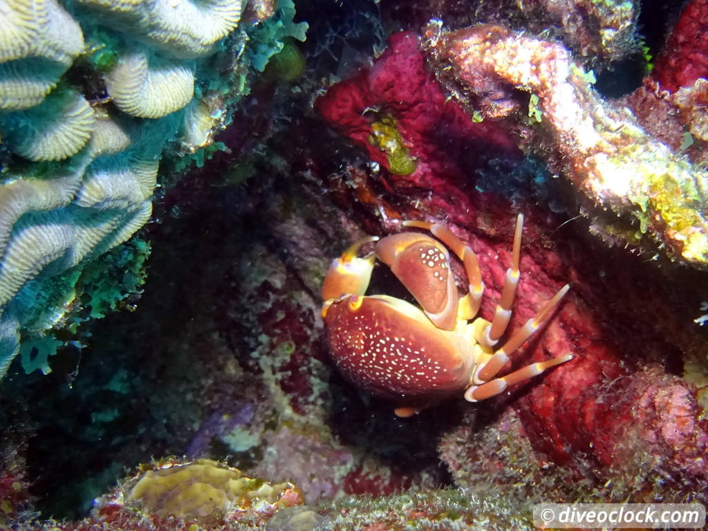 Curaçao Exploring The Best Dive Sites of the Dutch Caribbean Caribbean Curacao 26