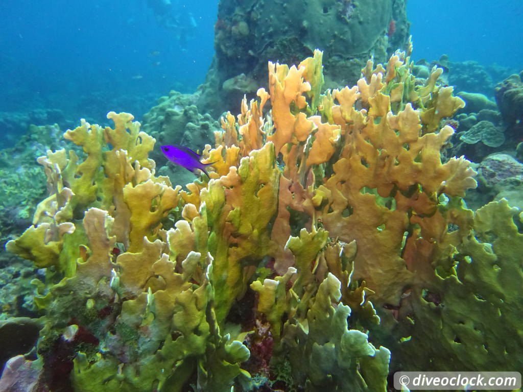 Curaçao Exploring The Best Dive Sites of the Dutch Caribbean Caribbean Curacao 28