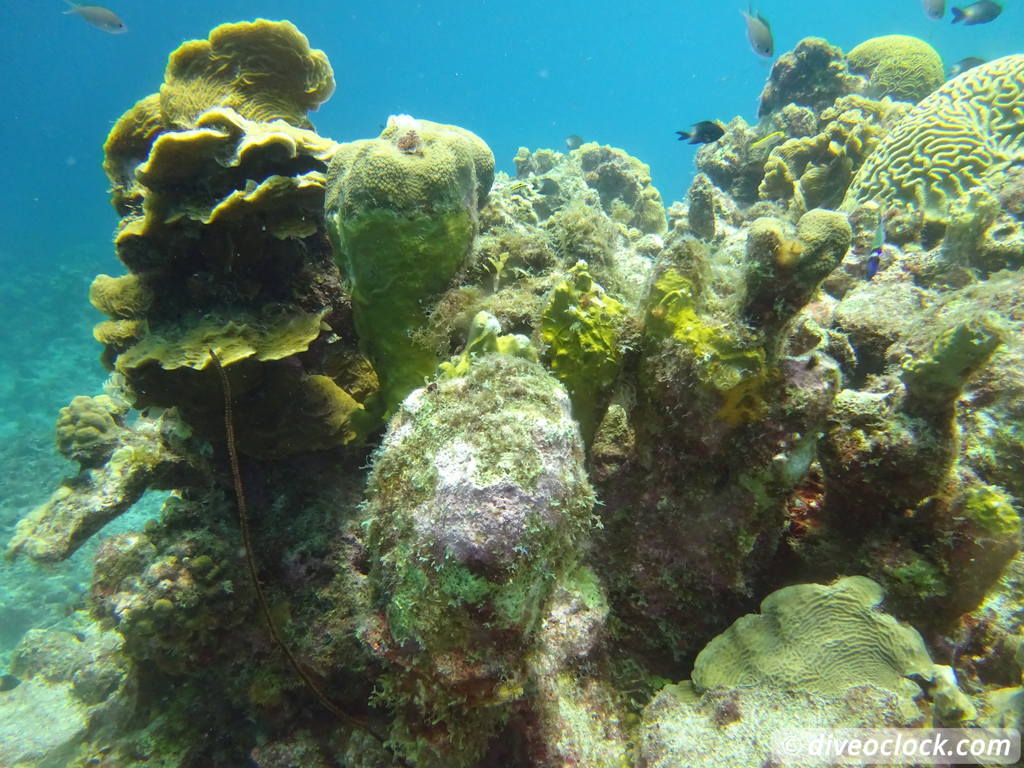 Curaçao Exploring The Best Dive Sites of the Dutch Caribbean Caribbean Curacao 34