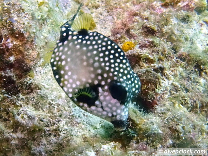 Curaçao Exploring The Best Dive Sites of the Dutch Caribbean Caribbean Curacao 36