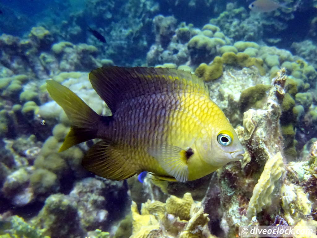 Curaçao Exploring The Best Dive Sites of the Dutch Caribbean Caribbean Curacao 40